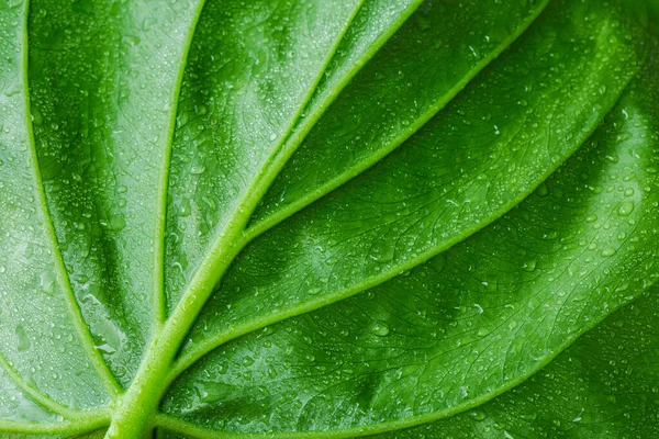 Alocasia Cucullata Verde Folha Textura Fundo Chinese Taro Elephant Ear — Fotografia de Stock