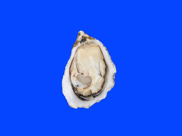 Skookum Inlet Oyster Свежие Морепродукты Франции Isolated Blue — стоковое фото