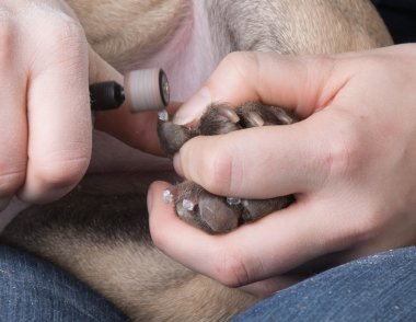 clipping dog nails clipart