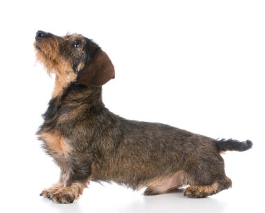 minyatür wirehaired dachshund