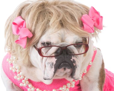 kadın İngilizce bulldog 