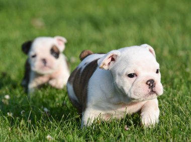 oynarken bulldog yavruları