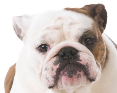 İngilizce bulldog portre