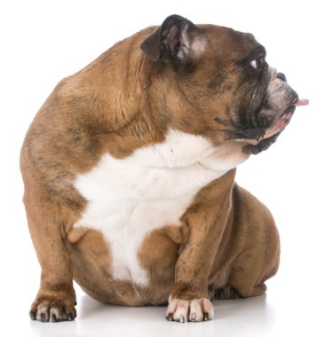 üst düzey İngilizce bulldog