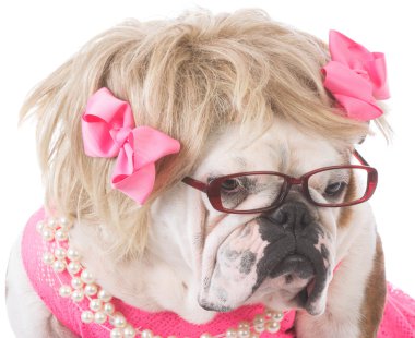 kadın İngilizce bulldog 