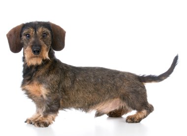 minyatür wirehaired dachshund