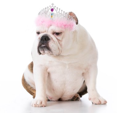 şımarık kötü köpek
