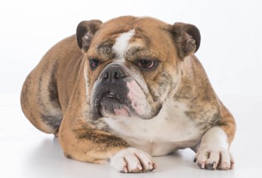 köpek bırakmasını