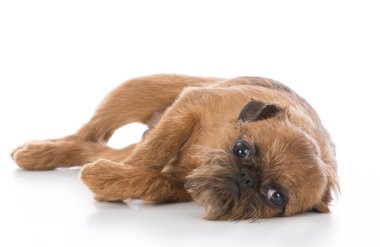 Brussels griffon köpek yavrusu