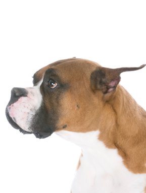 üzgün bir ifade ile köpek