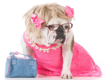 kadın İngilizce bulldog