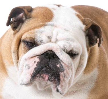kadın İngilizce bulldog