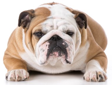 İngilizce bulldog erkek