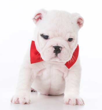 İngilizce bulldog yavrusu