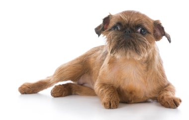 Brussels griffon köpek yavrusu