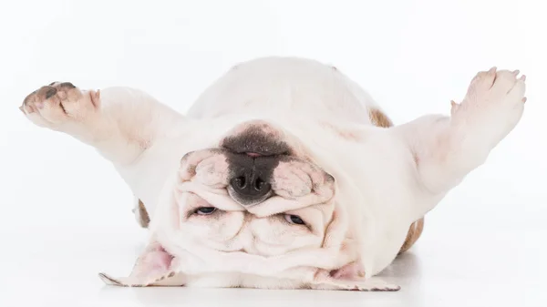 Cão deitado de cabeça para baixo — Fotografia de Stock
