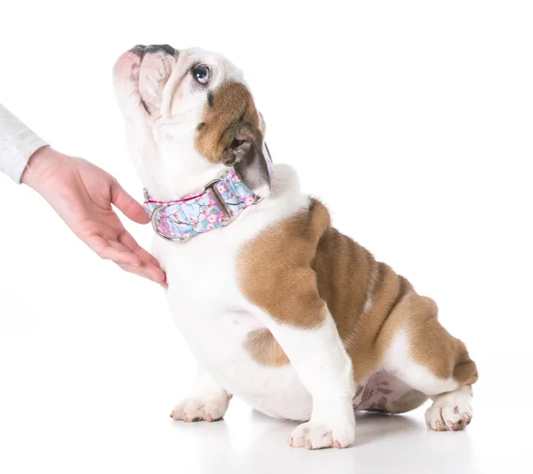 Puppy obedience training — Stock Photo, Image