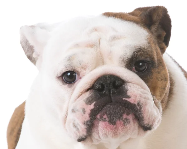 Inglese Bulldog ritratto — Foto Stock