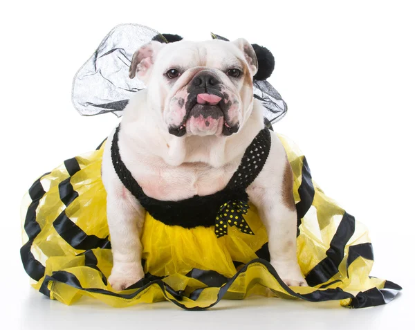 Dog dressed like a bee — Stock Photo, Image