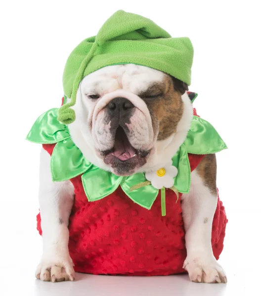 Σκύλος ντυμένος σαν μια φράουλα — Φωτογραφία Αρχείου