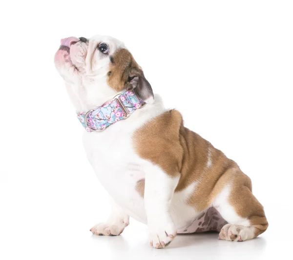 Entzückender Bulldoggen-Welpe — Stockfoto