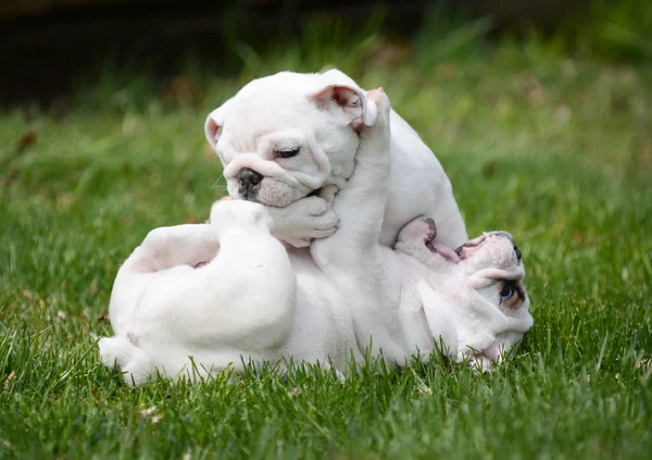 Due cuccioli che giocano fuori — Foto Stock