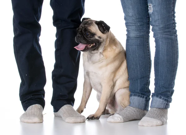 Köpek sahipleri ayaklarına otururken — Stok fotoğraf