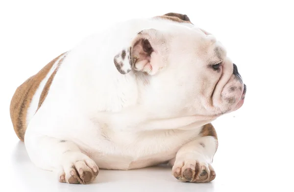 Bulldogge legt sich hin — Stockfoto