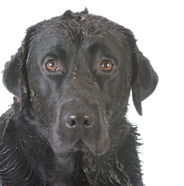 汚い泥犬 — ストック写真
