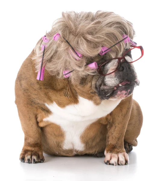 Vrouwelijke Engels bulldog — Stockfoto