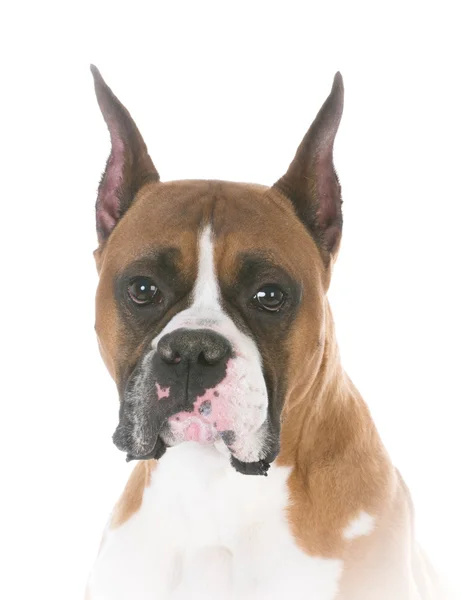 Retrato de cabeza de boxeador — Foto de Stock