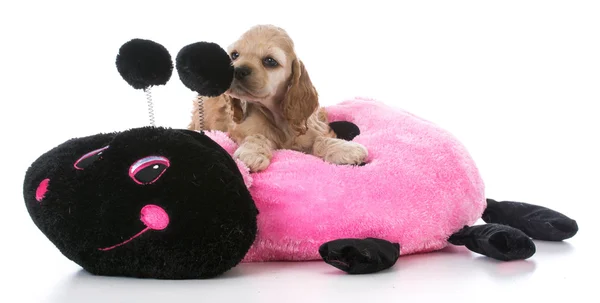Pup op bed van de hond — Stockfoto