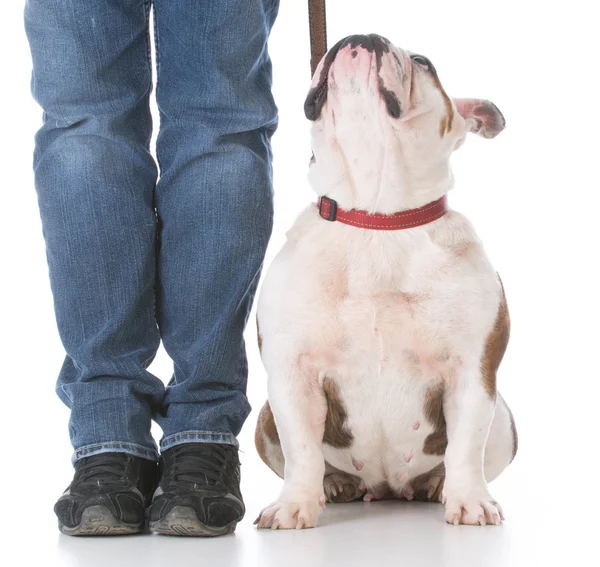 Entrenamiento de obediencia de perro — Foto de Stock