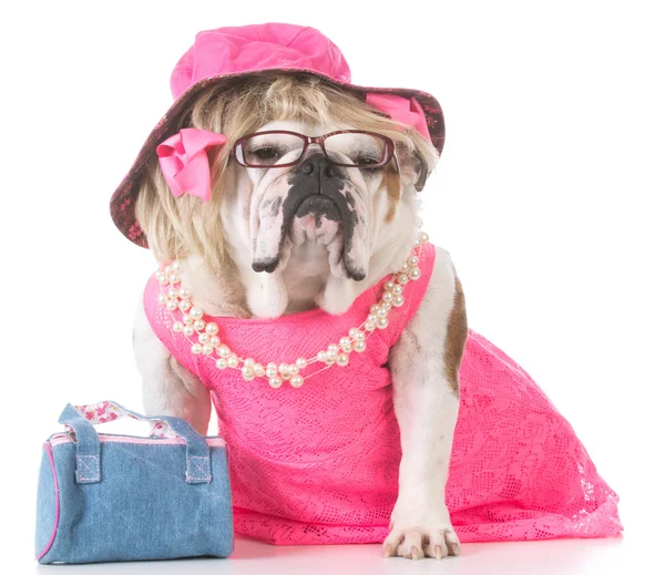 Bulldog inglese femminile — Foto Stock