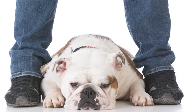 Собака лежить між ногами власників — стокове фото