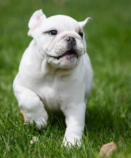 Engelsk Bulldogg i gräs — Stockfoto