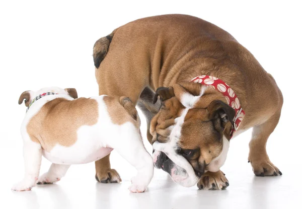 Zwei Hunde grüßen sich — Stockfoto