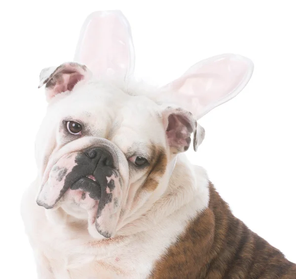 Tavşan kulakları giyen köpek — Stok fotoğraf