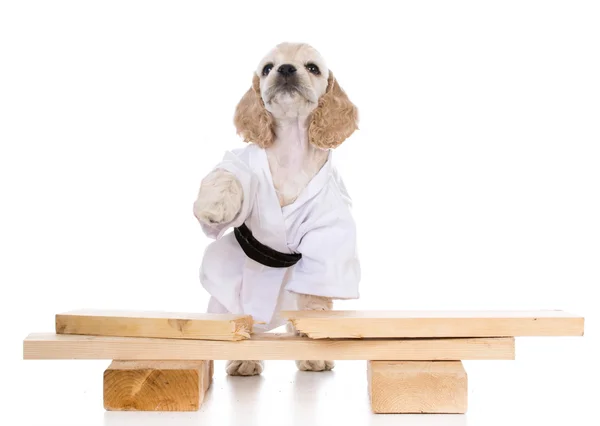 Kung fu dog — Stock Photo, Image