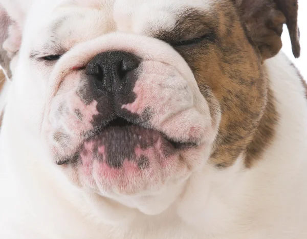 Englische Bulldogge lacht — Stockfoto