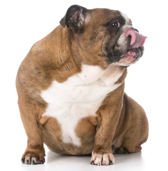 Senior Engels bulldog — Stockfoto