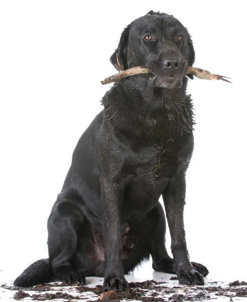 Hund hämtar en pinne — Stockfoto