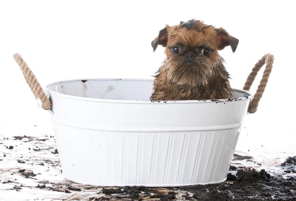 泥泞的狗变得洗个澡 — 图库照片