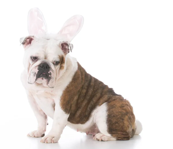 Hond bunny oren dragen — Stockfoto