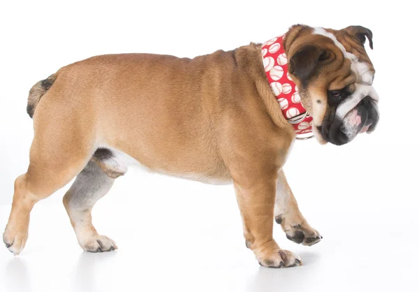 Bonito cachorrinho brincalhão — Fotografia de Stock