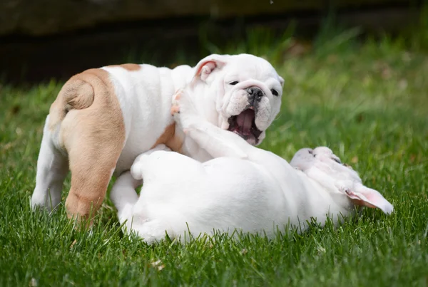 Deux chiots jouant dehors — Photo