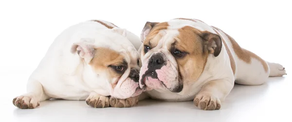 Two english bulldogs — Stock Photo, Image