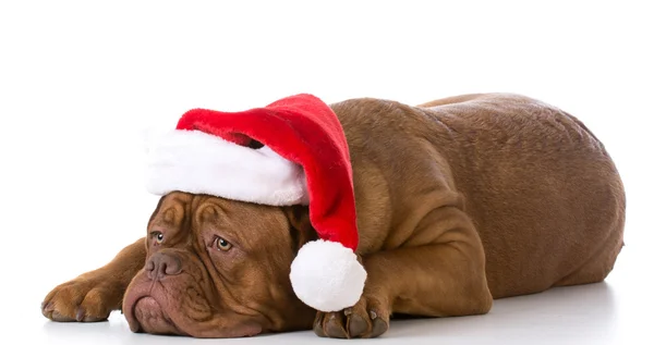 Triste cão de Natal — Fotografia de Stock