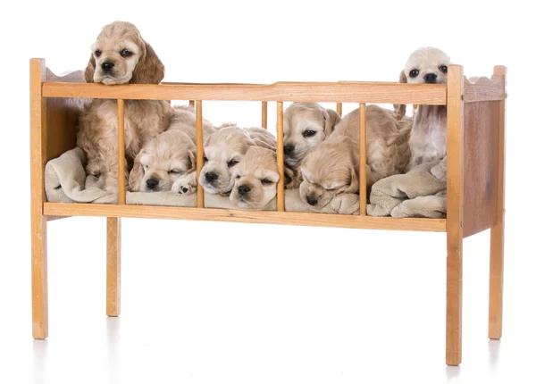 Litter of puppies — Stock Photo, Image