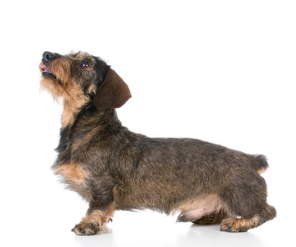 Minyatür wirehaired dachshund — Stok fotoğraf